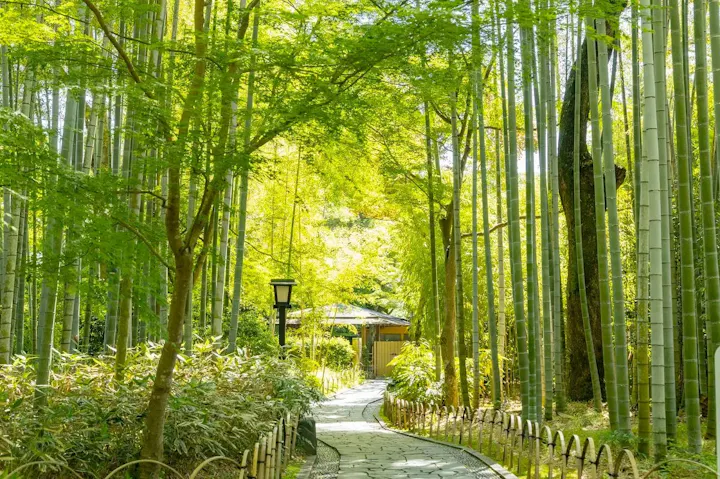 竹林の小径で感じる自然の美しさ