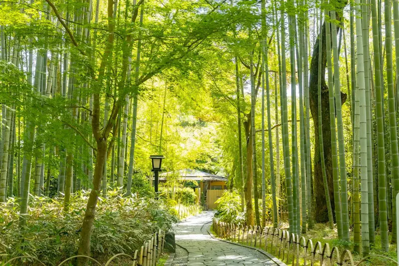 竹林の小径