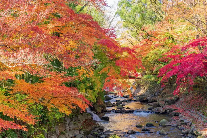 秋の竹林と紅葉のコラボ