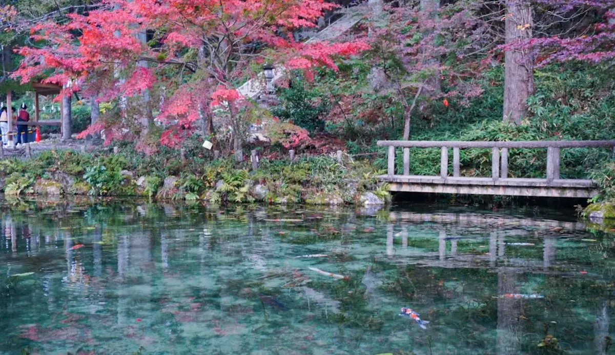 名もなき池(モネの池)(写真 6)