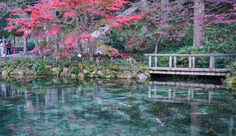 名もなき池(モネの池)