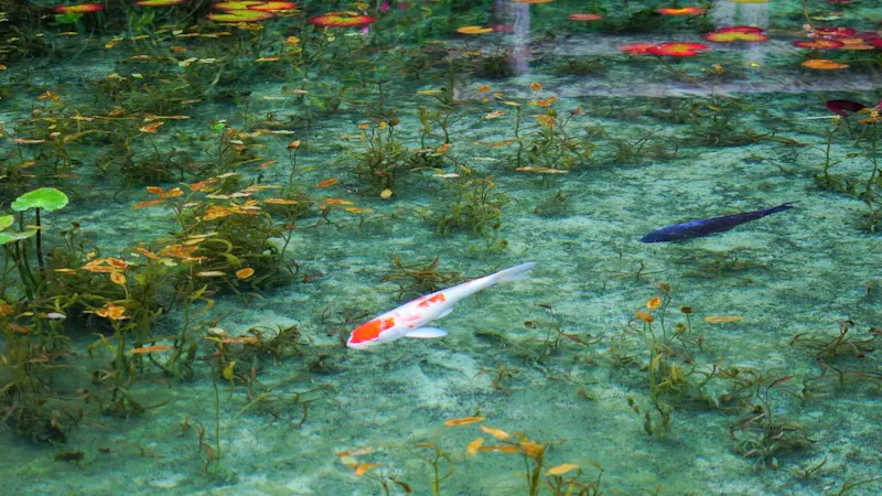 名もなき池(モネの池)