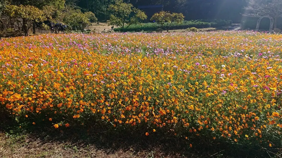 ぎふ清流里山公園（写真 4）