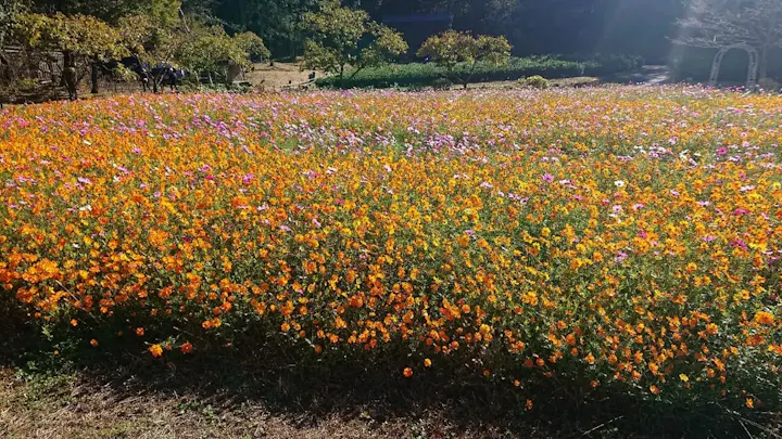 色とりどりの花々が彩るぎふ清流里山公園