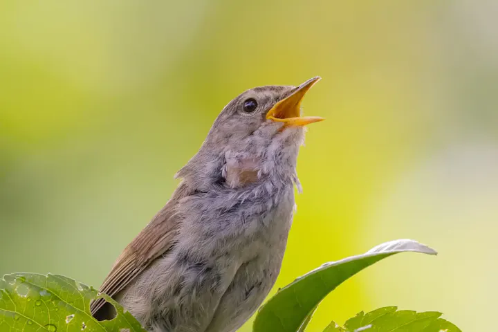 菊池渓谷の自然に息づく生き物たち