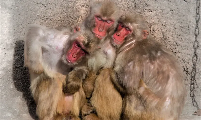 桐生が岡動物園