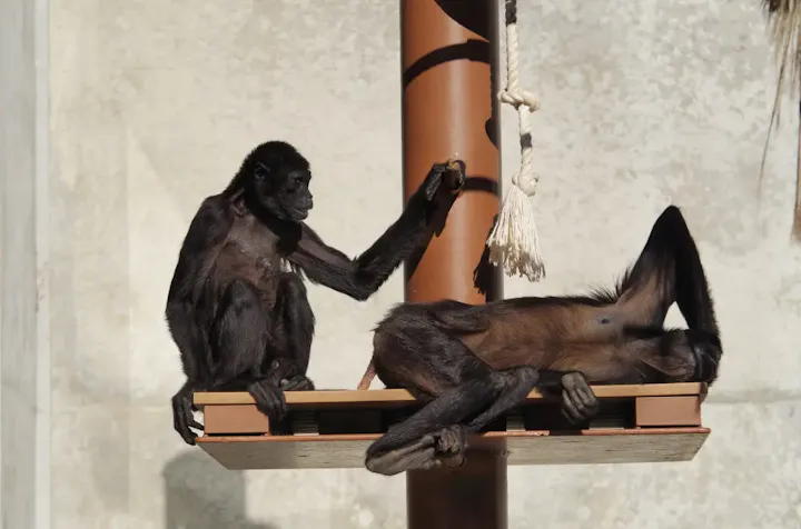 多種多様な動物たちを見よう!