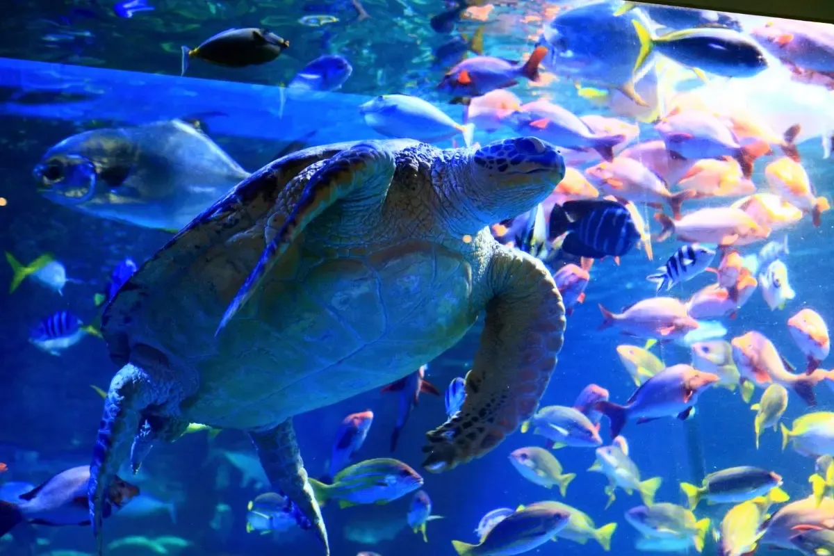 鳥羽水族館（写真 2）
