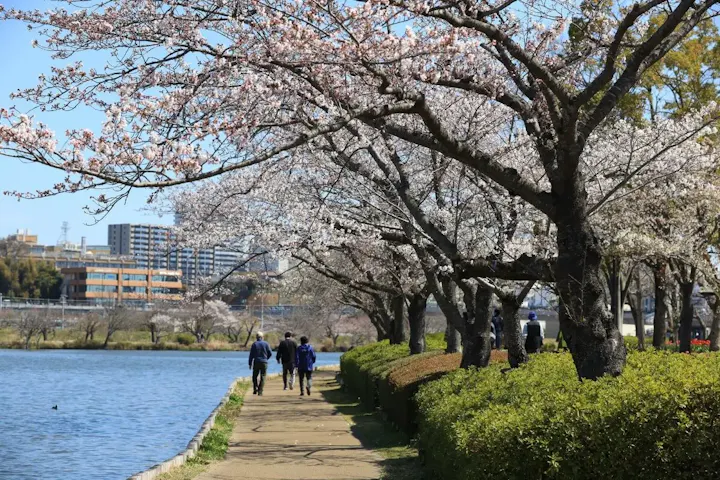 美しい湖畔と桜を眺めながらお花見!