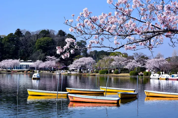美しい湖面をボートから眺めよう!