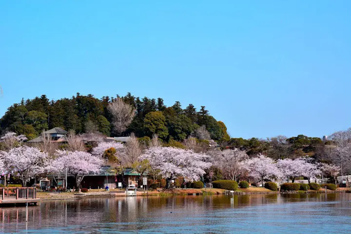 日本の代表的な桜の名所でお花見！
