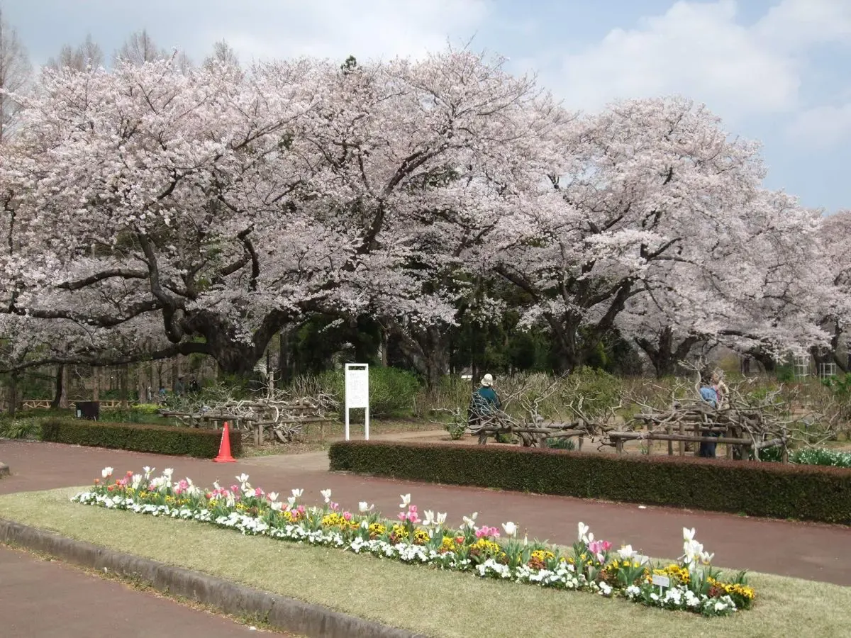 神代植物公園(写真 5)
