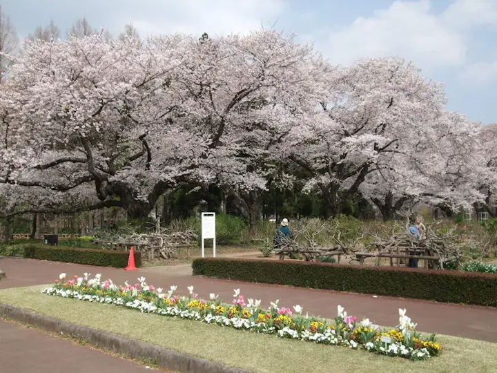 春は多種多様な桜を楽しめる
