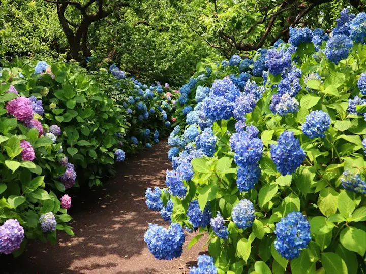 季節の花を楽しむ