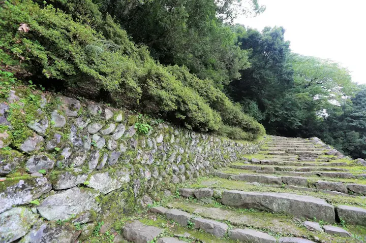 珍しい植物を楽しめる城山