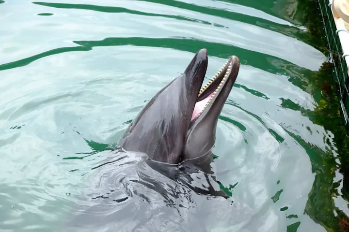 イルカと触れ合える水族館