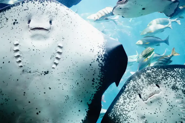 魚と泳げる大水槽ダイビング