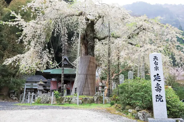 春の訪問もおすすめ!赤目四十八滝の魅力
