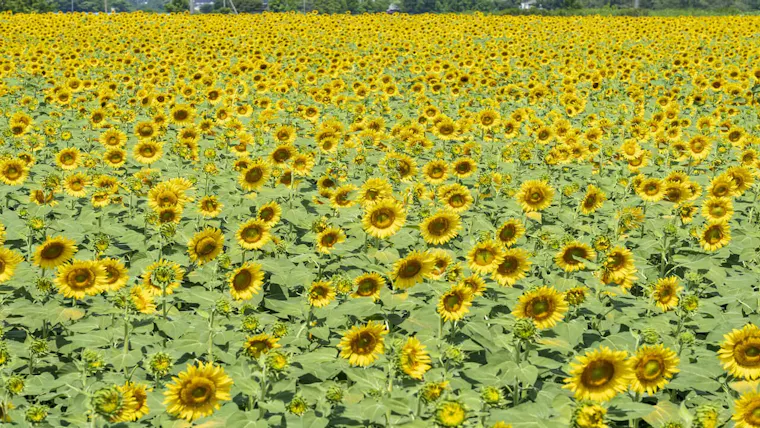 ひまわり村