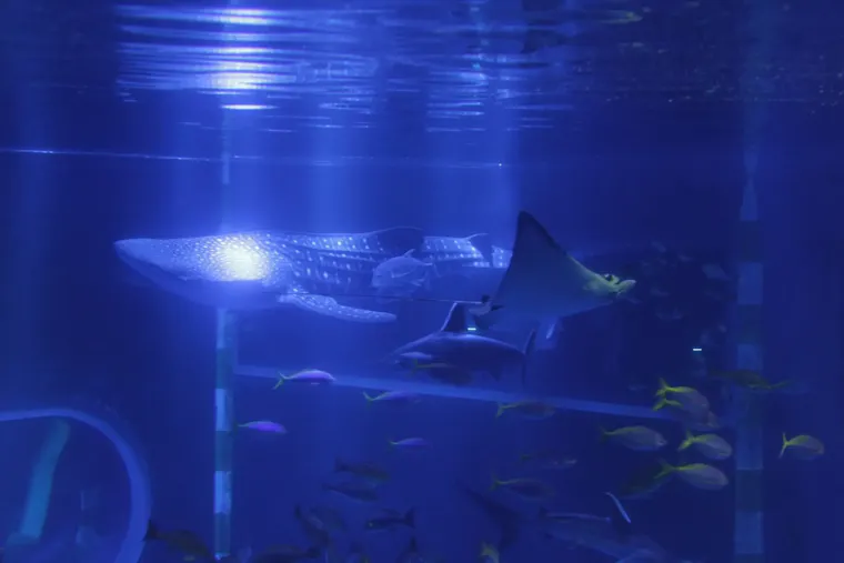 のとじま臨海公園水族館