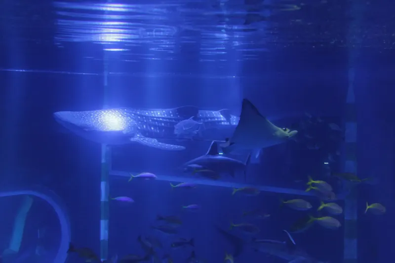 のとじま臨海公園水族館