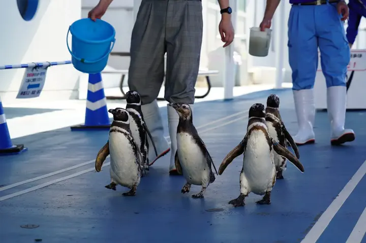 ペンギンのおさんぽ