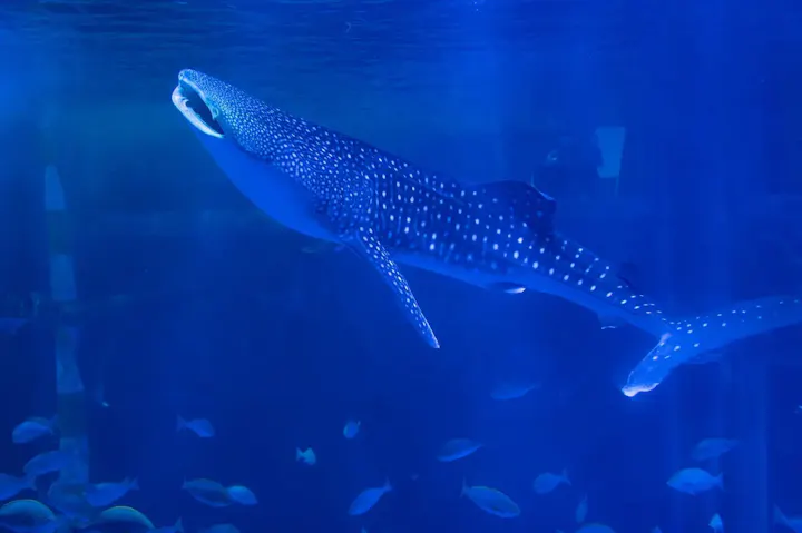 青の世界で魅せられるジンベエザメ