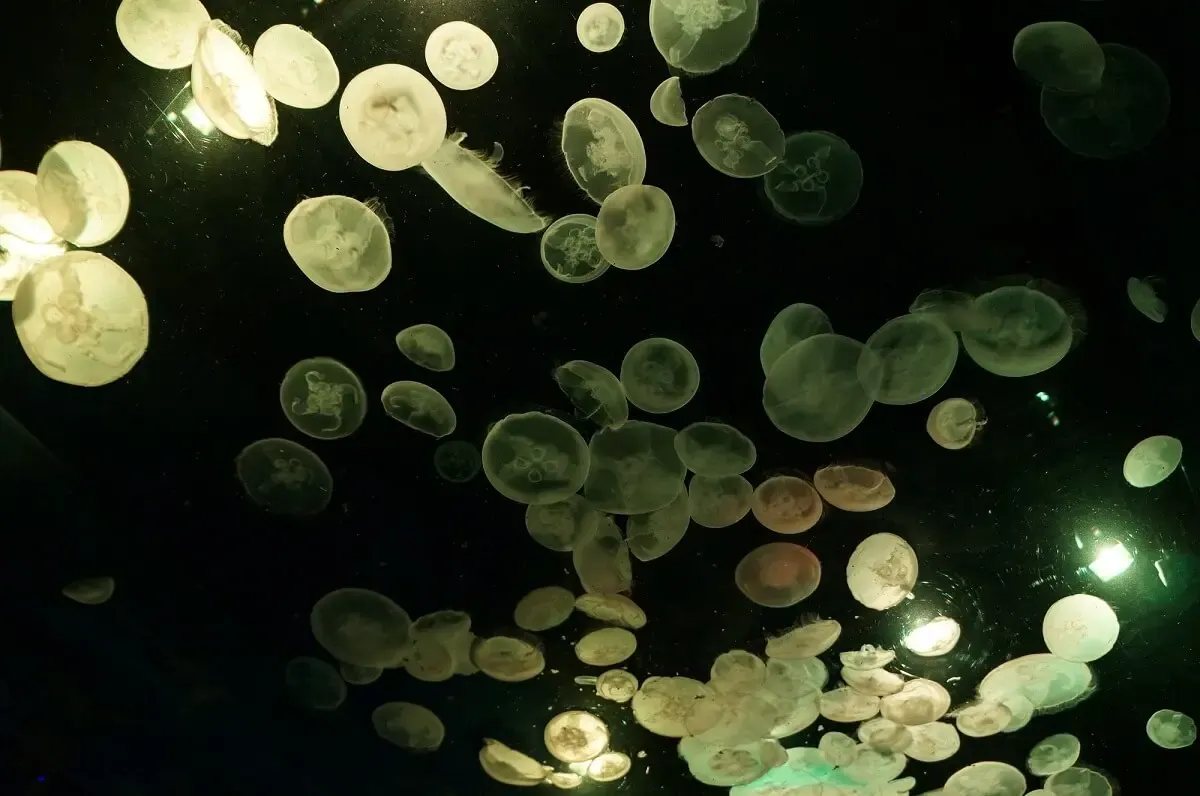 のとじま臨海公園水族館(写真 5)