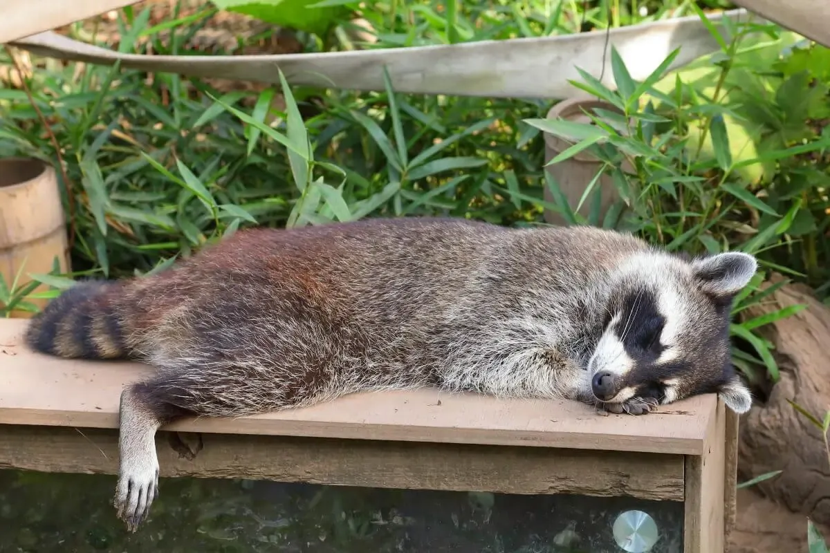 日立市かみね動物園(写真 2)