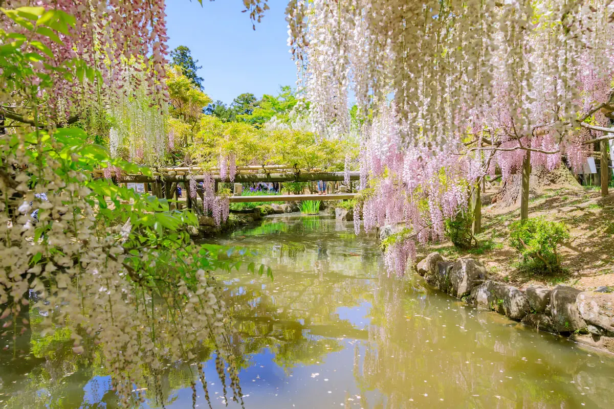 春日大社（写真 4）