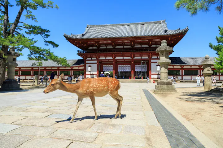 東大寺で鹿と触れ合おう