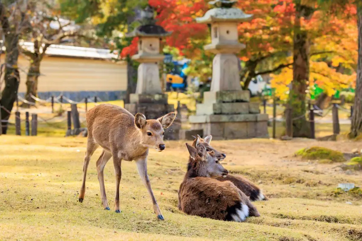 奈良公園（写真 2）