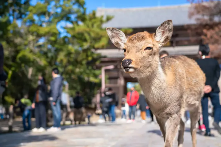 奈良公園で鹿と触れ合おう