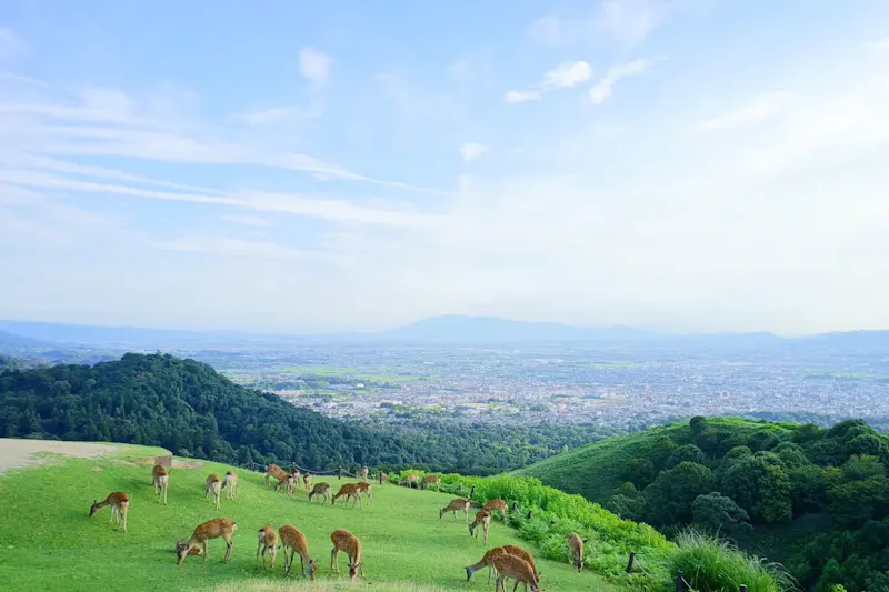 奈良公園
