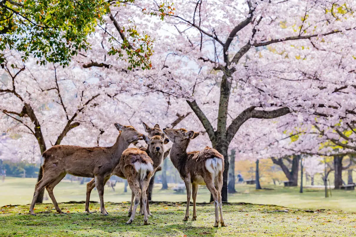 奈良公園（写真 6）