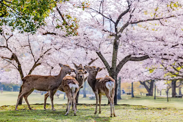 美しい桜の名所・奈良公園
