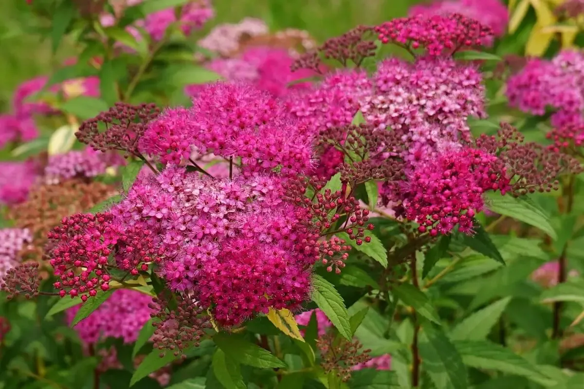 宇治市植物公園(写真 2)
