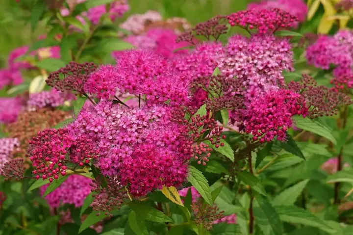 四季折々の花々が楽しめる宇治市植物公園
