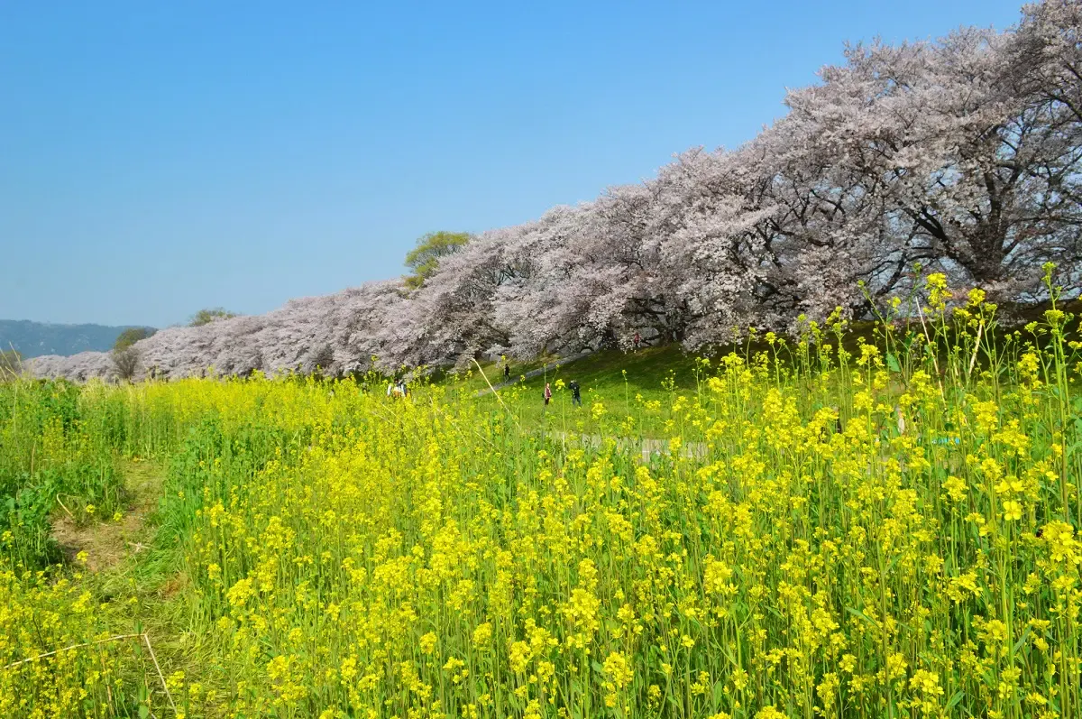 宇治市植物公園(写真 3)