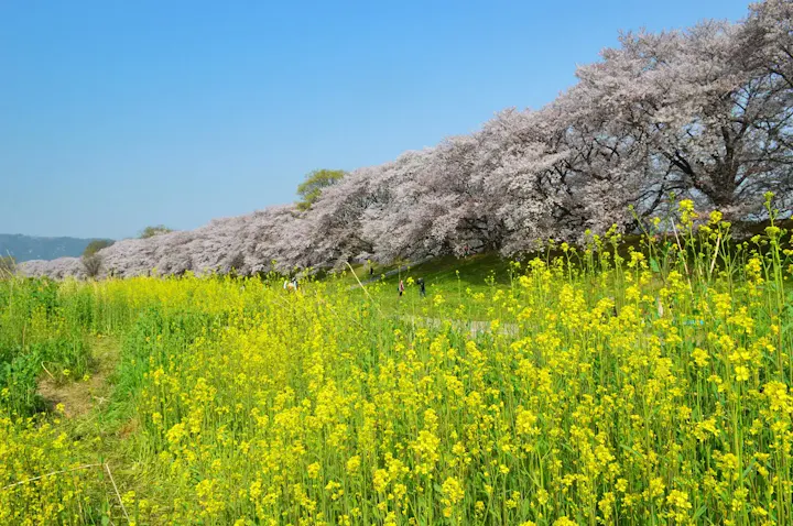 宇治市植物公園で春は桜を鑑賞