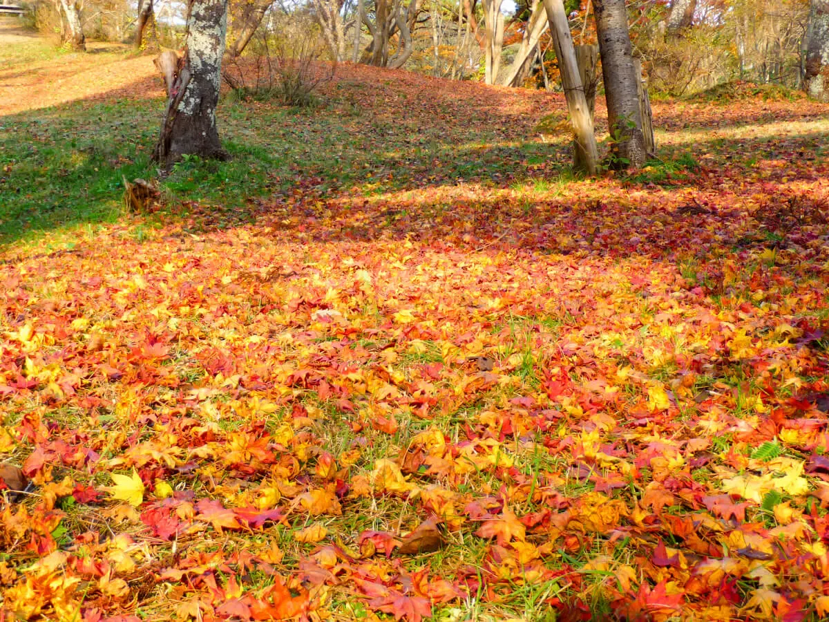 きみまち阪県立自然公園(写真 2)