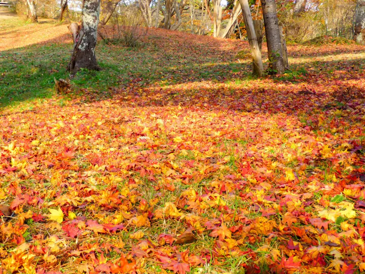 紅葉じゅうたんと美しい色彩が広がる景色!