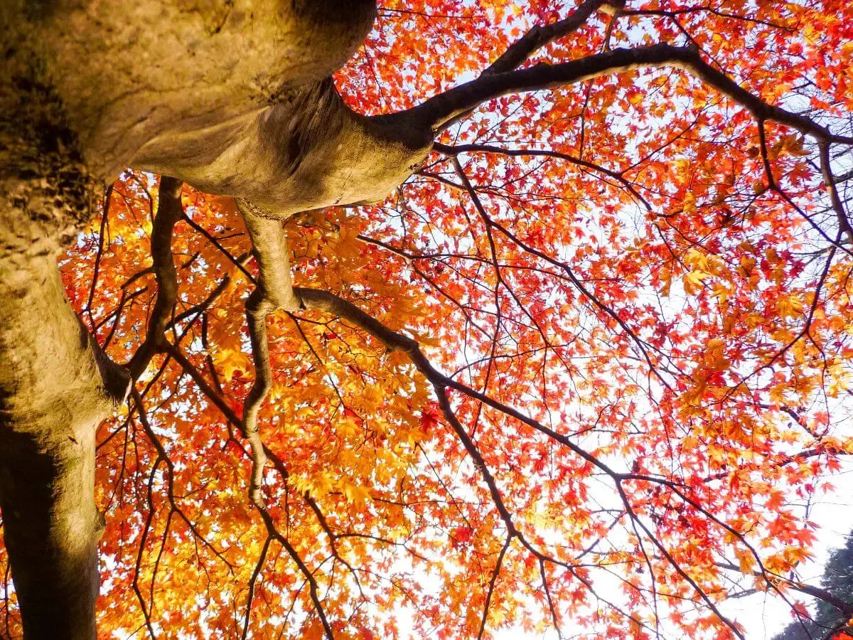 きみまち阪県立自然公園(写真 5)