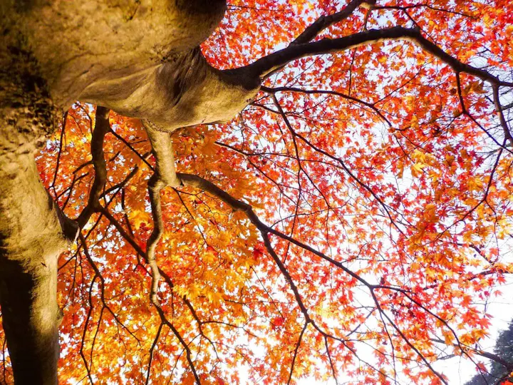 桜と紅葉の名所として魅力的!