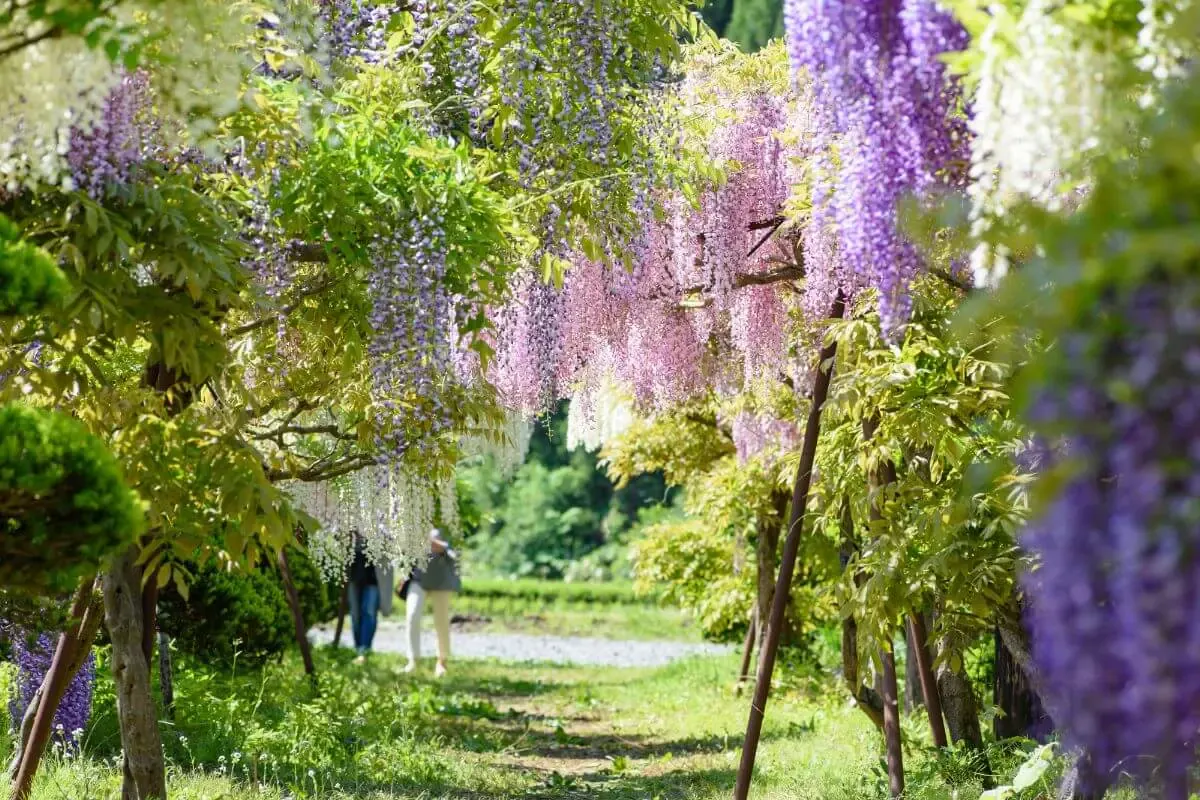 十ノ瀬 藤の郷(写真 3)