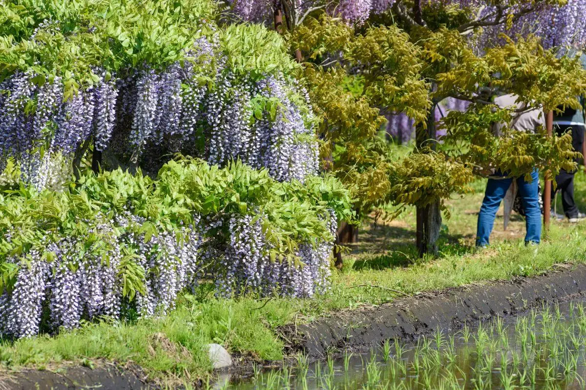 十ノ瀬 藤の郷(写真 4)