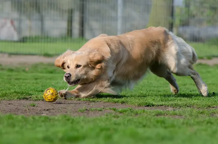 ドッグランで愛犬と遊ぼう！