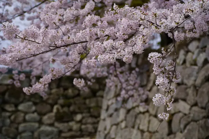 桜の名所として有名な観光スポット