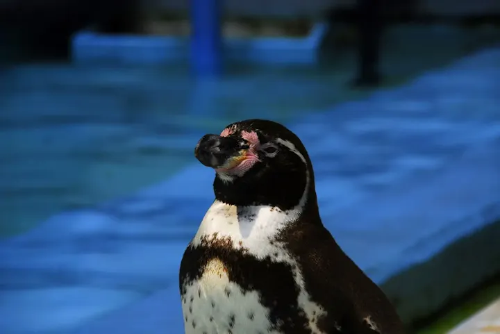 無料で入園！ペットと一緒に楽しめる