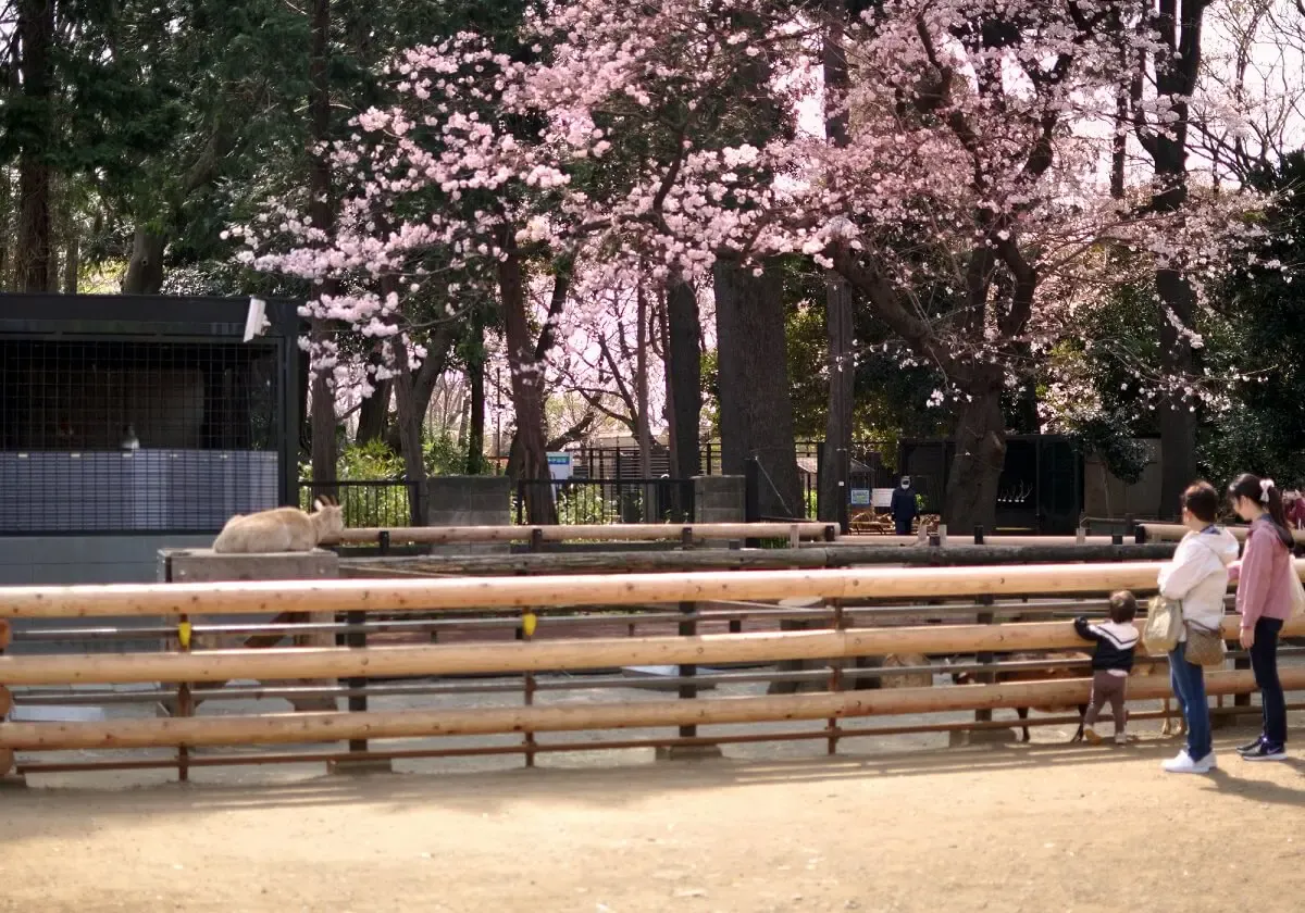 夢見ヶ崎動物公園（写真 6）